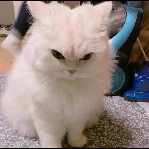 gato bravo, o gato está com raiva, gato branco do mal, gato persa, gato fofo malvado