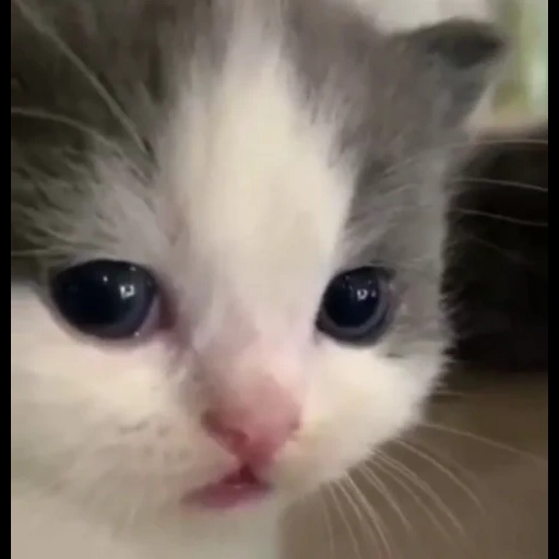 katze, katzen, eine katze, süße katzen, weinendes kätzchen