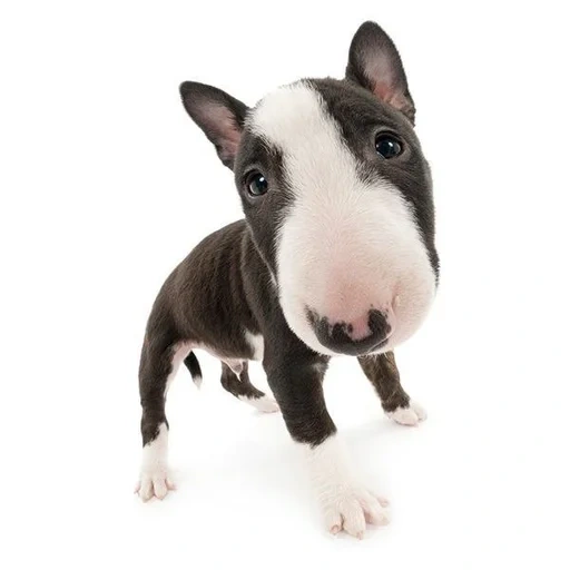 adu banteng, terrier adu banteng imut, minibul bull terrier, bull terrier bahasa inggris, anjing mengumpulkan batang adu banteng