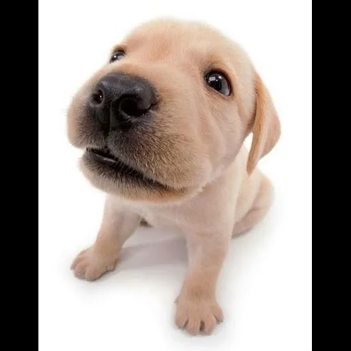 cane, labrador, mini labrador, labrador retriever, dog labrador triste