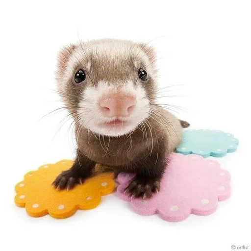 animals, animal ferret, bearing ferret, little ferrets, fights are small