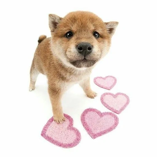 dog, siba's puppy, shiba is a puppy, animal puppies, the dog is a heart