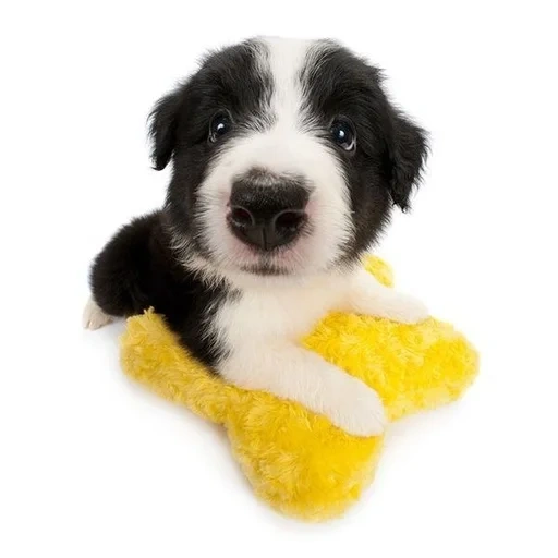 animali, il cane sta masticando, cucciolo di cane, animali domestici, cuccioli di confine collie