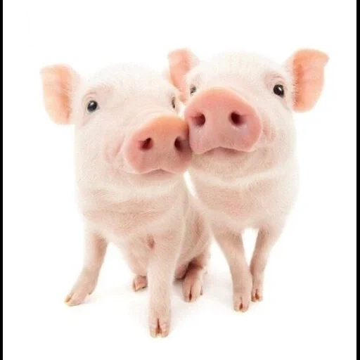 porco, porco, o porco é doce, porco nyashka, porco com fundo branco