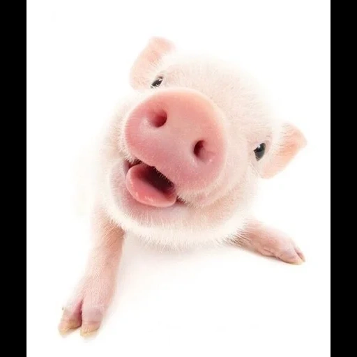 anak babi, babi, anak babi, piggy piggy piggy, daging babi