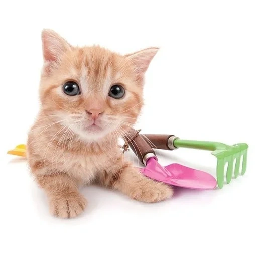 gato, gatos miau, kitty kittens, gatinho com uma fita, gatos fofos são engraçados