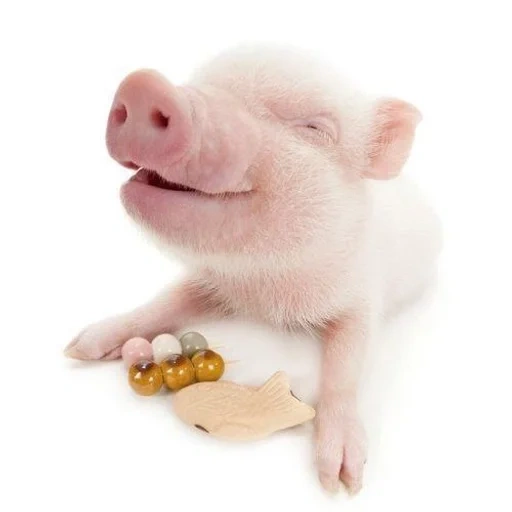 anak babi, gondong, babi mini, gondong hidung, babi cantik