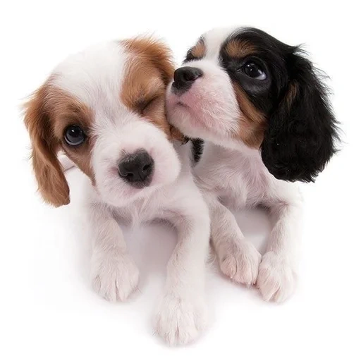 spaniel dog, king charles spaniel, cavalier charles spaniel, cavalier king charles spaniel, puppies cavalier king charles spaniel