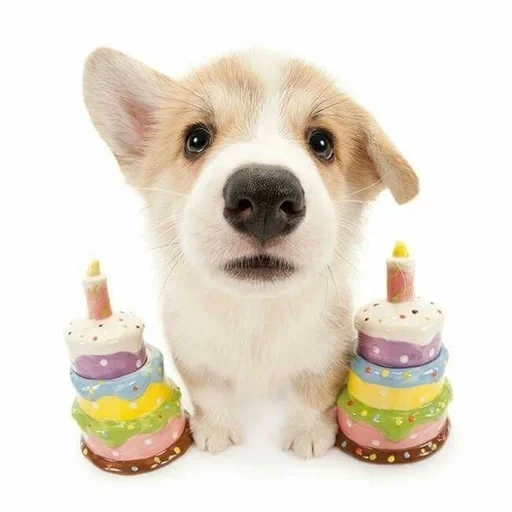 cochin cachorro, cumpleaños de koki, el cumpleaños de la niña, corgi cumpleaños de gales