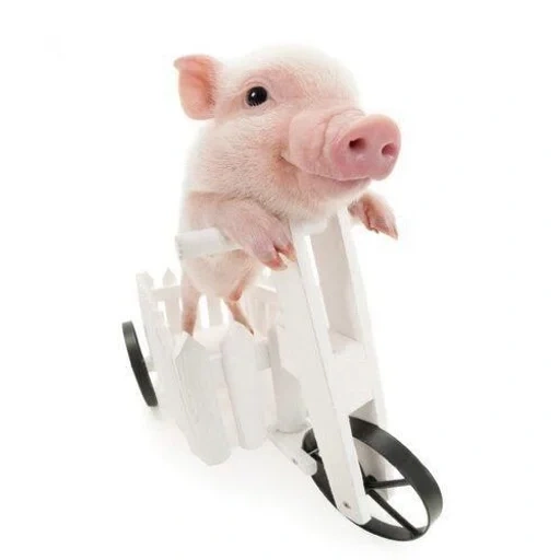 home pig, mini pink pig, toy pigs, pets, the piglet with a white background