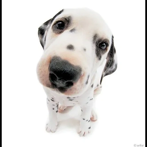 chien dalmatien, chien dalmatien, chiot dalmatien, chien dalmatien, le chiot dalmatien le plus mignon