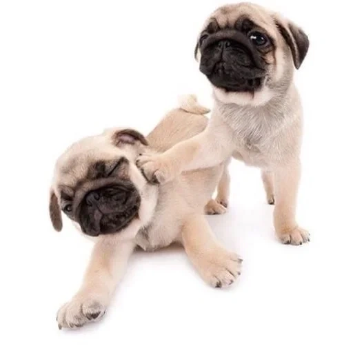 perros, pug pug pug, mini pug, perro pug, especie pug