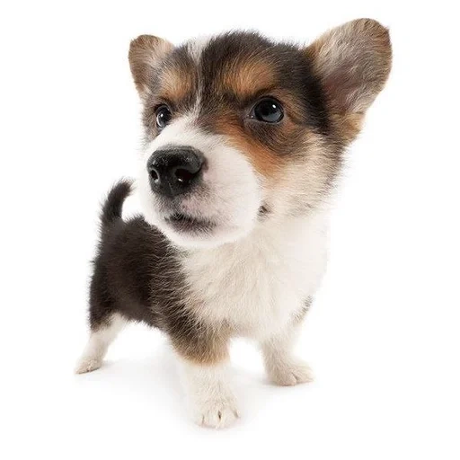 chiot welsh corgi, corgi gallois, welsh corgi pembroke, chiot welsh corgi pembroke, pembroke welsh corgi