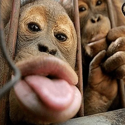 lenguaje de mono, monos divertidos, monos muy divertidos, monos divertidos hasta las lágrimas, mono con una lengua atascada