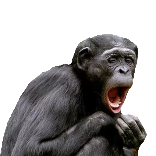 buio, gorilla, scimpanzé, monkey pensatore, non ho sentito quel nome da anni meme