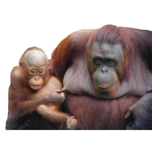 orangután hembra, orangután femenino, mono orangután, mono orangutang, orangan con fondo blanco