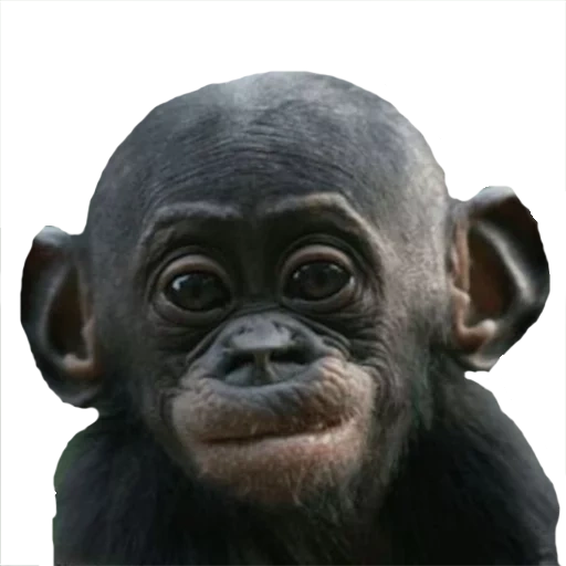 chimpanzees, bald chimpanzees, the monkey is bald, the monkey is funny, merry monkey
