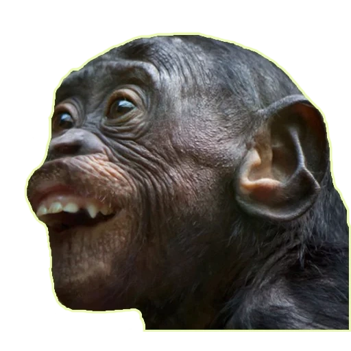 la cara del mono, las emociones de los monos, feliz mono, monos divertidos, mono mono