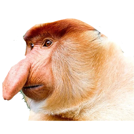 носач, нос обезьяны, обезьяна носач, носатые обезьяны, обезьяна носач круглым носом