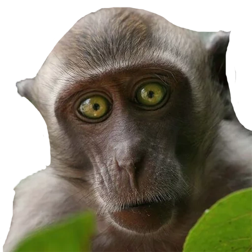 toque, a monkey, muzzle monkey, funny monkeys, frightened monkey