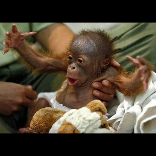 monos, monos rzhany, monos divertidos, orangután de bebé, monos geniales