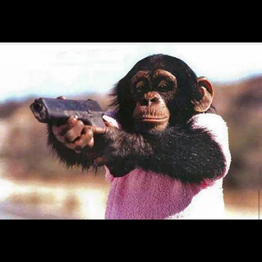 una scimmia, la scimmia spara, grenata di scimmia, scimmia con una pistola, scherzo della pistola scimmia