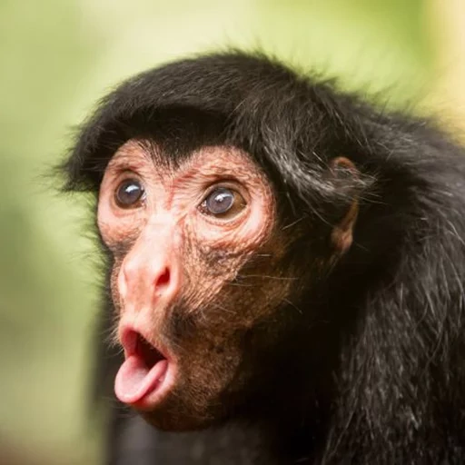 hocico de mono, mono makaku, monos rzhany, monos divertidos, sorpresa de mono