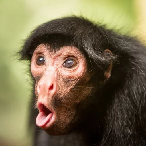 museau de singe, singe makaku, rzhany monkeys, monkeys drôles, surprise du singe