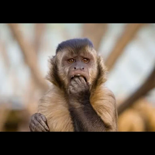 singes ospop, le visage du singe, capucin de singe, singe kapucin rudy, kapucin monkey masyanya