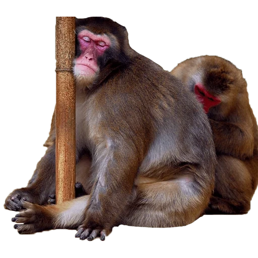 pranki, doce, ramo de macaco, macaco makaku, makaku com fundo branco