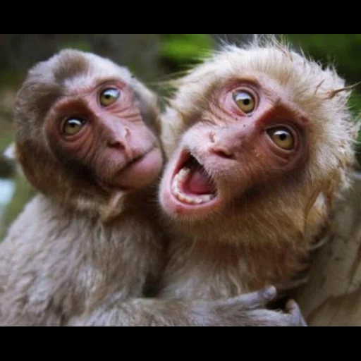 primate, обезьянки, две обезьянки, смешные обезьяны, прикольные обезьянки
