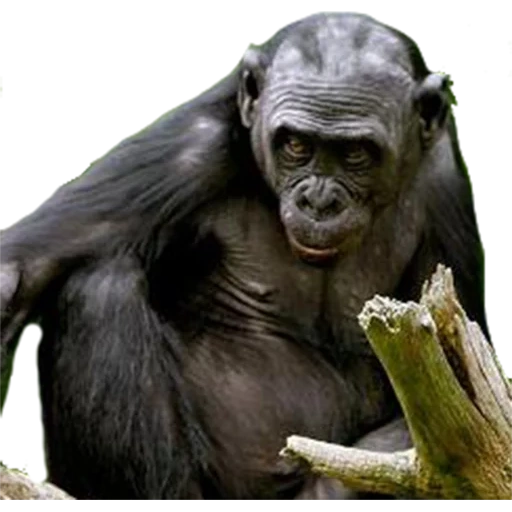 chimpanzees, a monkey, female chimpanzees, gray haired chimpanzees, bonobo chimpanzees