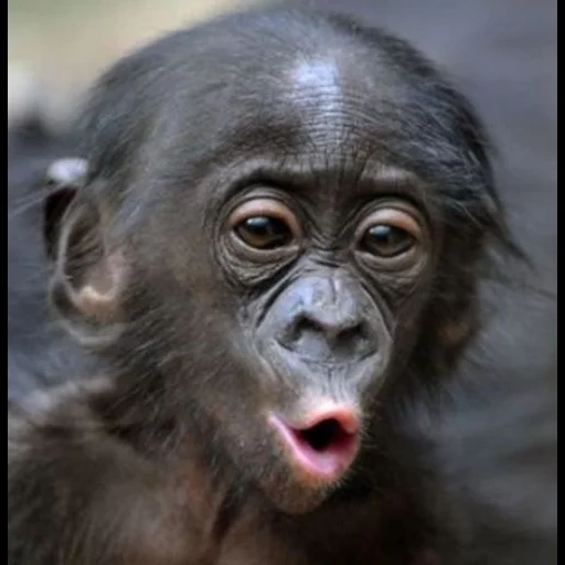 chimpancés, monos rzhany, monos divertidos, mono pintado, monos geniales