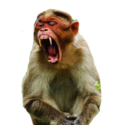 un mono, mono gritando, un mono sin diente, mono con fondo blanco, mono agresivo