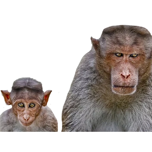 un mono, mono salvaje, monos tontos, mono makaku, matraces de mono