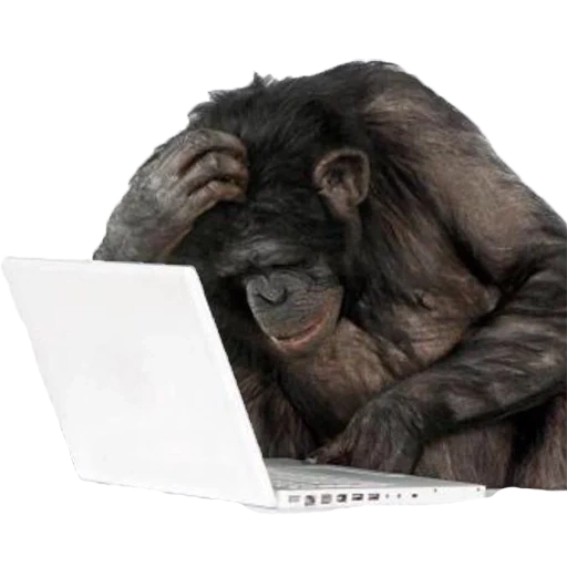 обезьяна за пк, обезьяна ноутбуком, обезьяна за компом, обезьяна компьютером, обезьяна за компьютером