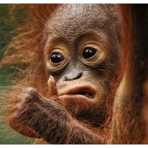 divertente, orangutan divertente, fantastiche scimmie, baby orangutan, foto divertenti di animali
