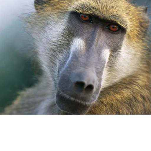 baboon, baboon, babuins, pavian babuin, female babuin