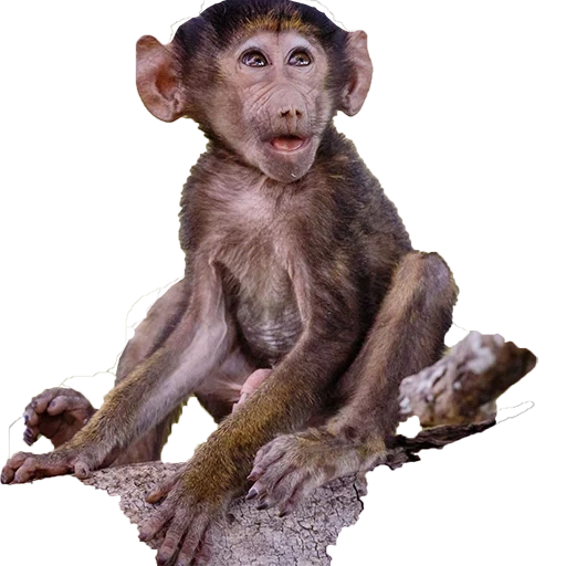monos, mono makaku, cachorro de babyuin, pobre mono, mono mono