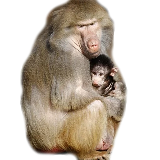 a monkey, animal cubs, cubs of animals, monkey cub, babuin family