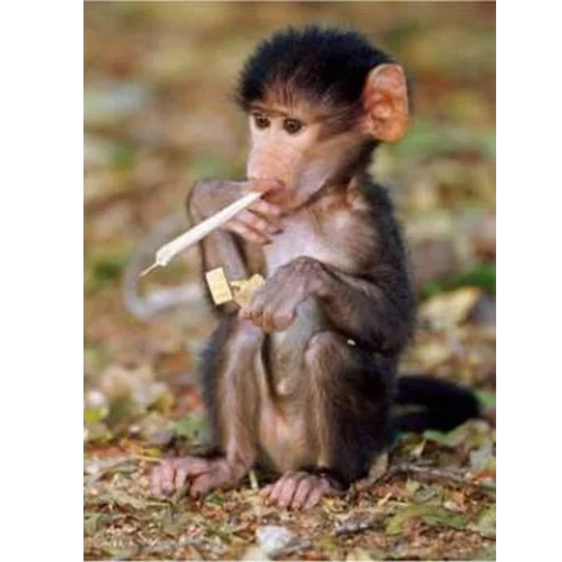 o macaco fuma, macaco fumando, macacos engraçados, macaco com um cigarro, fuma o macaco do teste