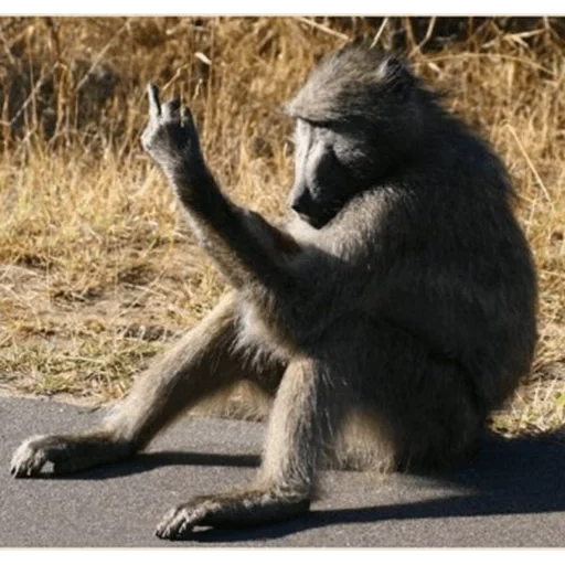 babuino, chimpancés, la parte posterior del mono, mono fakom, mono babuin