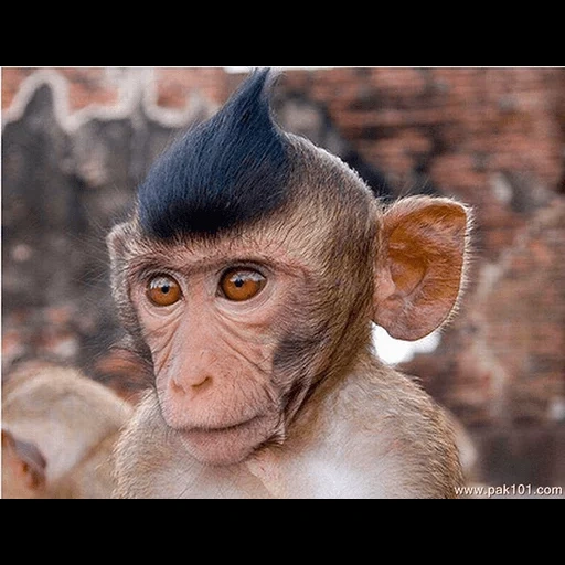 a monkey, november 26, eared monkey, monkey profile, nosik anton borisovich