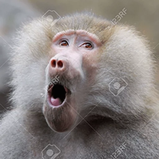 pavian, schrei von babuin, der affe ist sicher, affenpavier, affe babuin