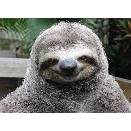 sloth, the animal is a lazy, laughing animals, smiling sloth, top animals samara