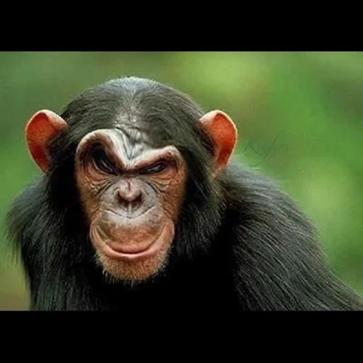 scimpanzé, scimpanzé maschio, scimmie di scimpanzé, le scimmie affrontano risate, gli scimpanzé sono ordinari