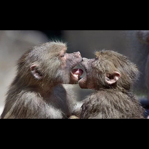 singe, singes, deux singes, l'amour des singes, baiser des singes