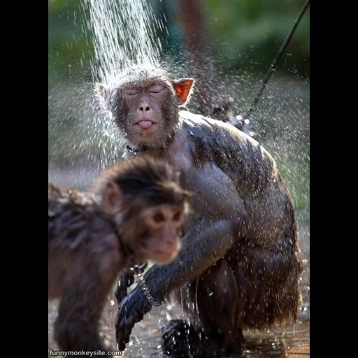 primate, el mono se lava, mono húmedo, monos divertidos, mono bajo la lluvia