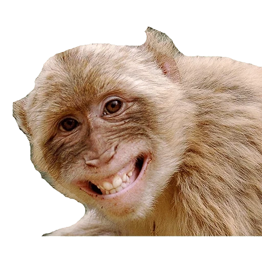 un singe, animaux, sourire singe, animaux obstinés a, animaux souriants