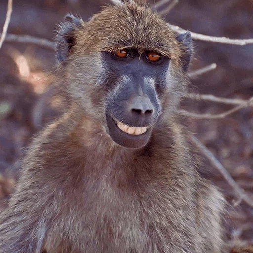 babuíno, babuins, pavian babuin, papio baboans, urso pavian